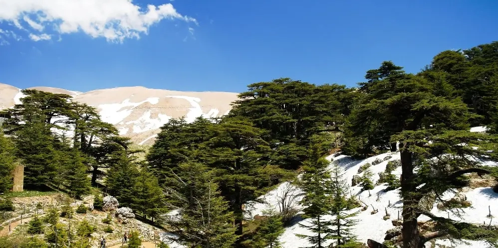 Visite guidée au coeur des Cèdres du Liban à Bcharré