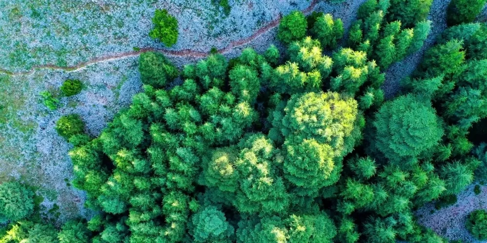 Flavors of the Chouf: Exploring Lebanese Agriculture
