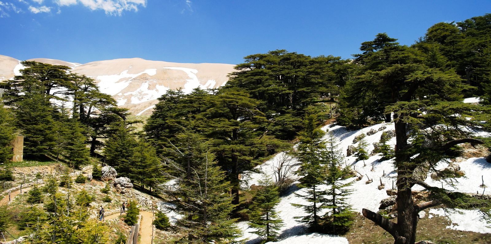 The Cedars