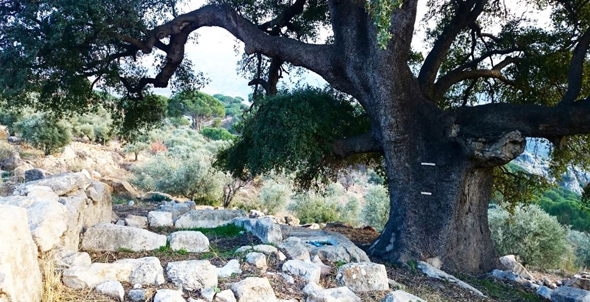 Cultural heritage along the Lebanon Mountain Trail – The Oil Press of Khalwat