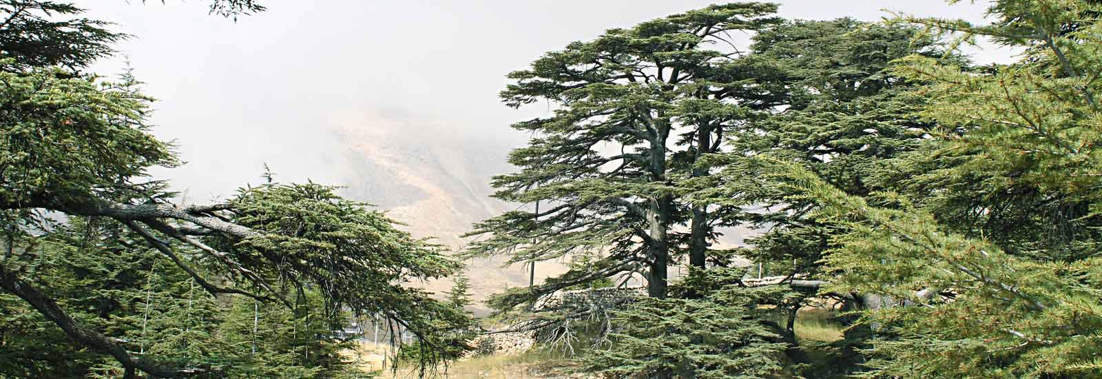 Balade au coeur des Cèdres de Dieu au Liban nord