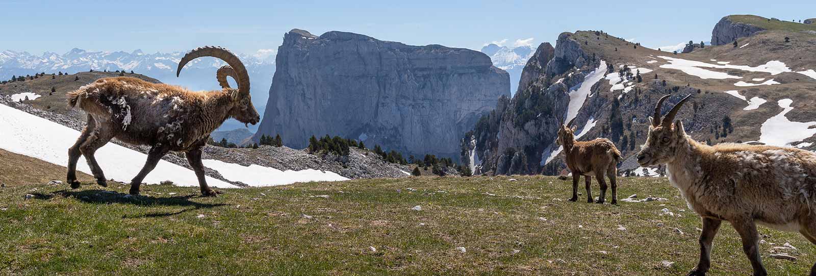 La faune en Vercors : tout un univers à observer