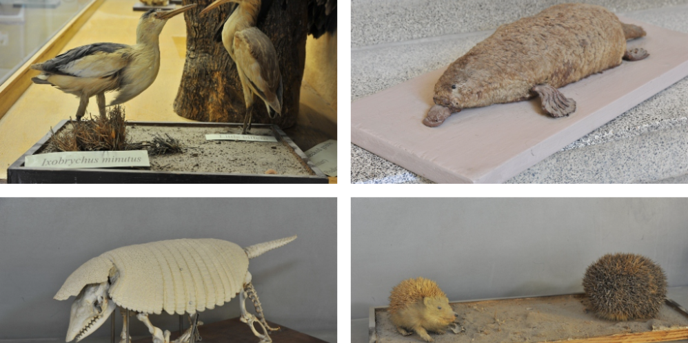 AUB Natural History Museum