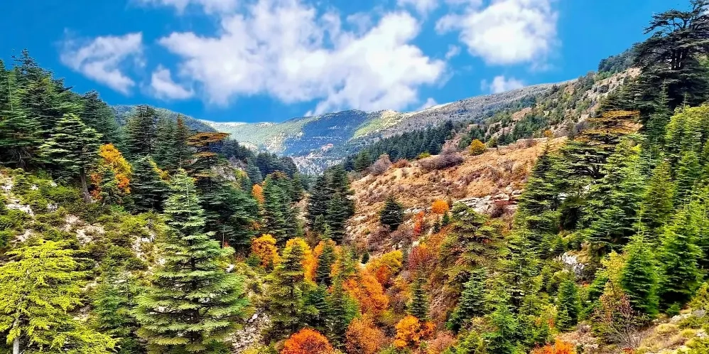 Horsh Ehden Nature Reserve