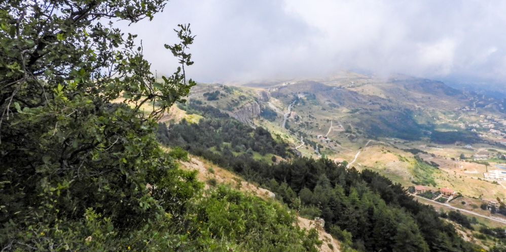 The Cedars of Hammana