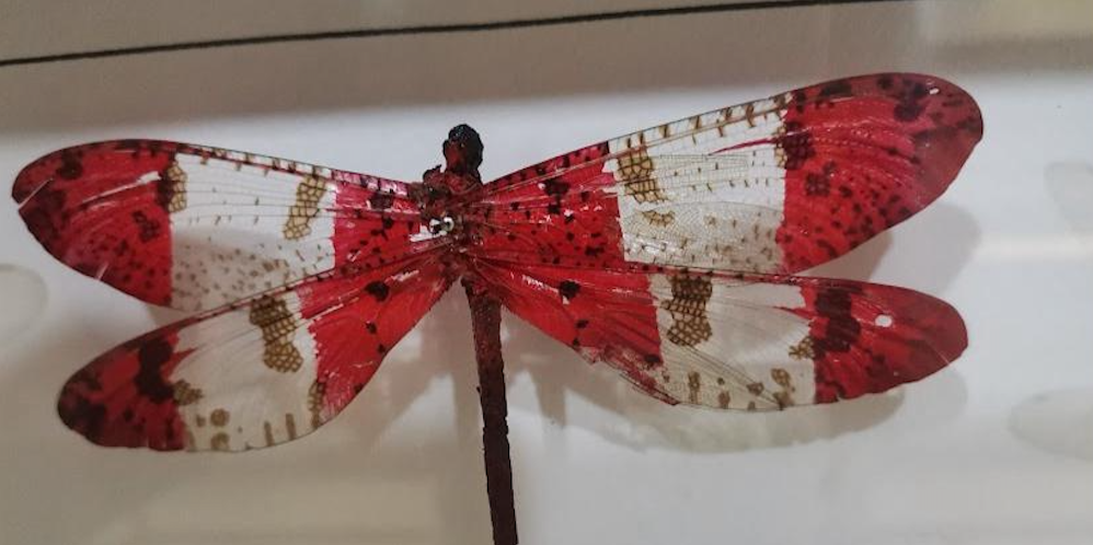 Permanent Science Museum