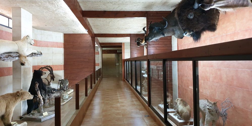 Wildlife Taxidermy Museum