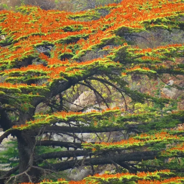 Koura & Zgharta