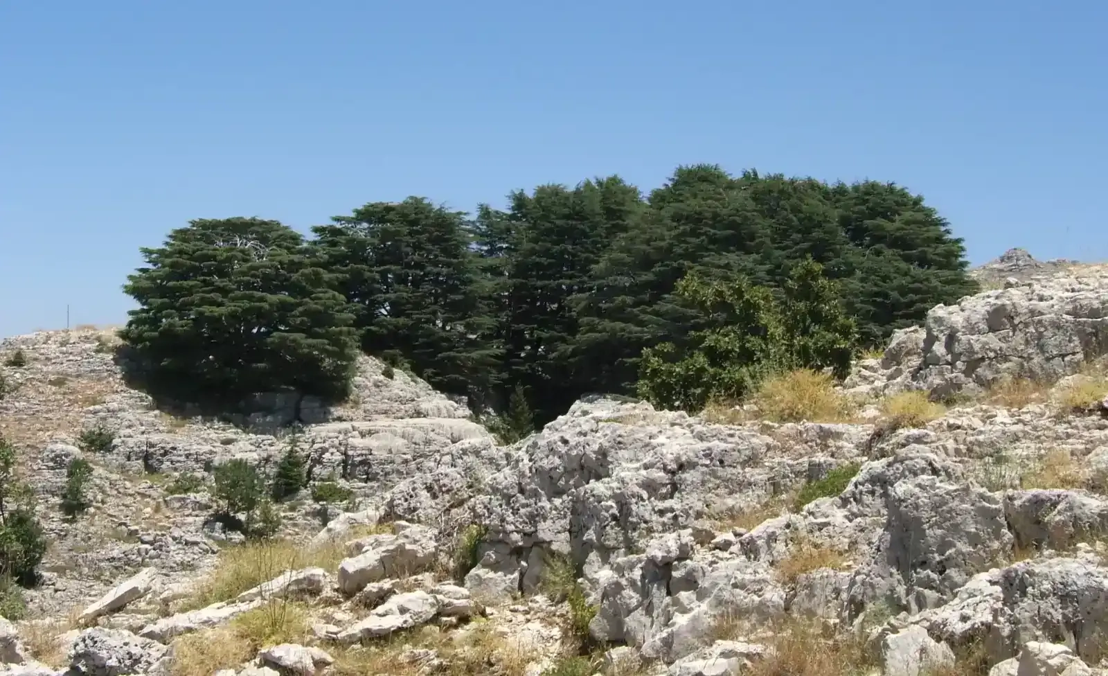 Randonnée dans la forêt des cèdres de Jaj