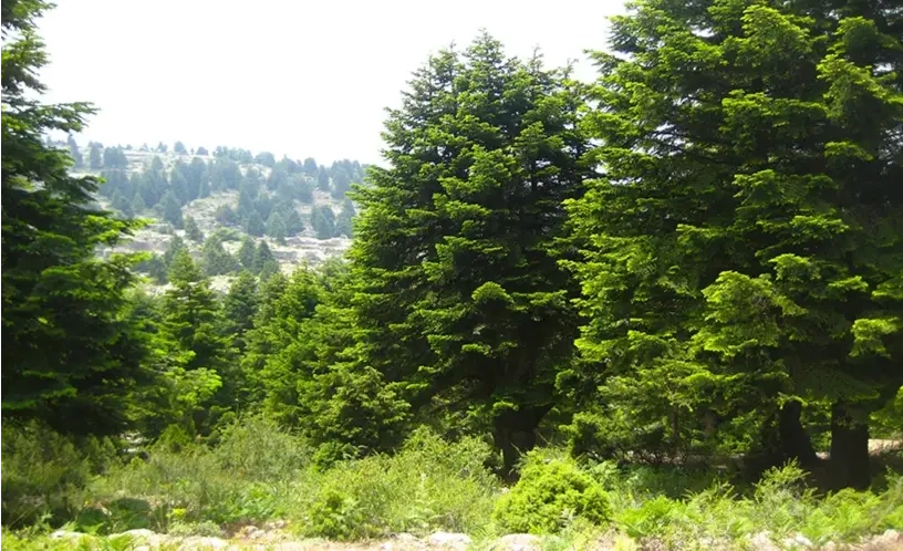 LMT Section 1: El Qammouaa to El Qobayat