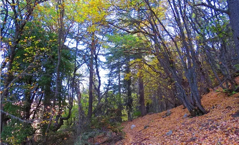 LMT Section 6:  From Horsh Ehden to Qozhaya