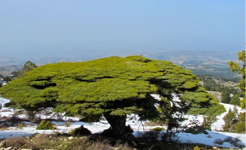 Karm Chbat Nature Reserve