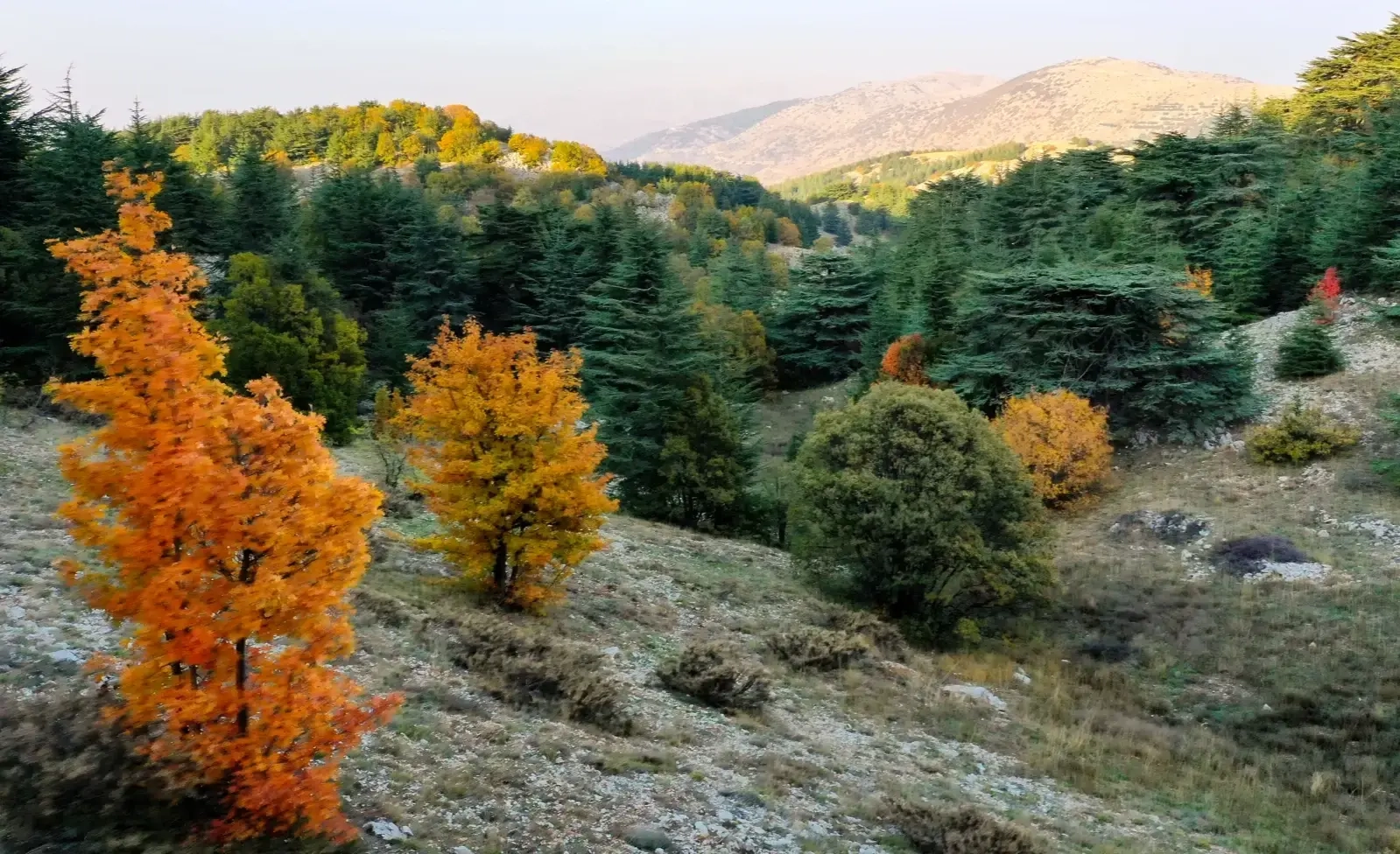 Shouf Biosphere Reserve