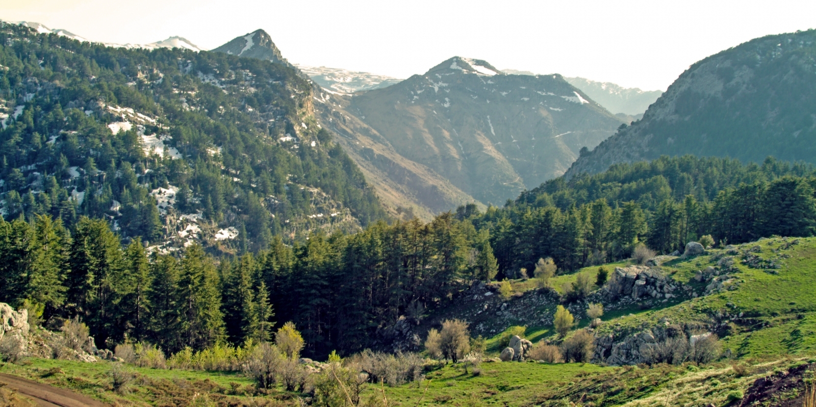 Tannourine Cedars Forest Nature Reserve