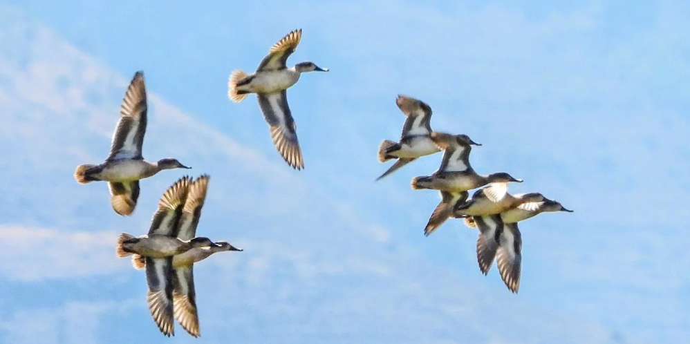 Birdwatching in Hammana: On the trail of 117 Species