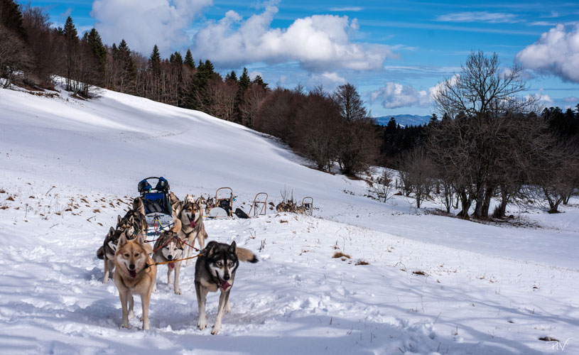 Chiens de traîneau