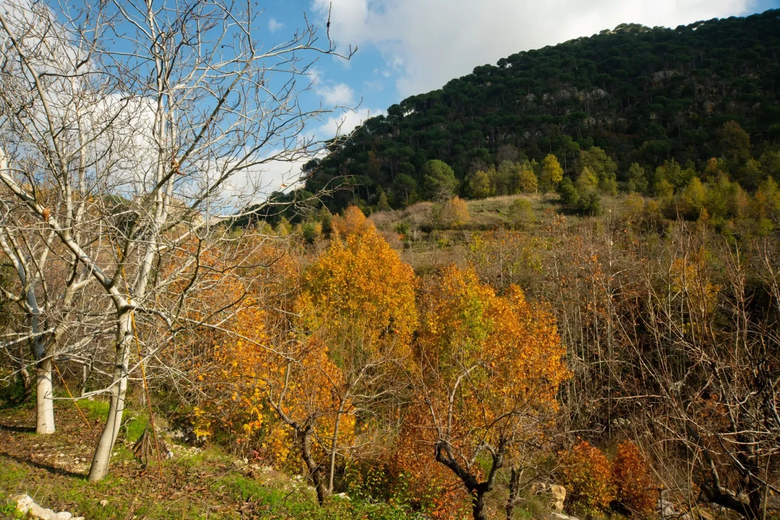 Baskinta
