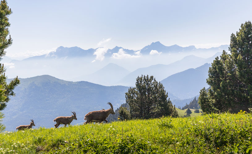 Réserve naturelle des Hauts Plateaux du Vercors