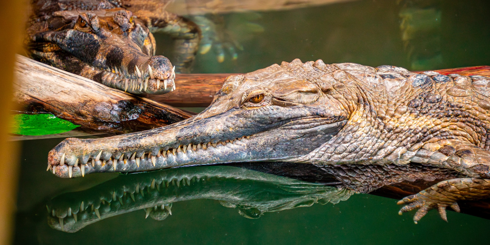 La Ferme aux Crocodiles
