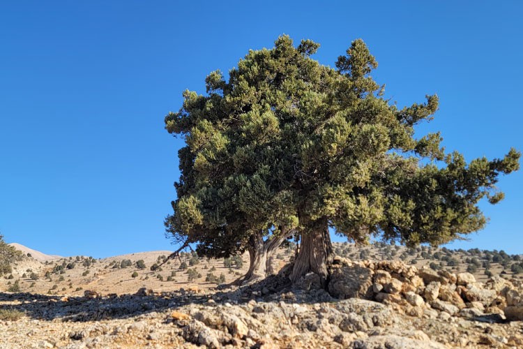 boukaat-loubnan-trail-north-beqaa-trail-barka-ouyoune-orgosh-2023-10-07-652157773dca4.jpg