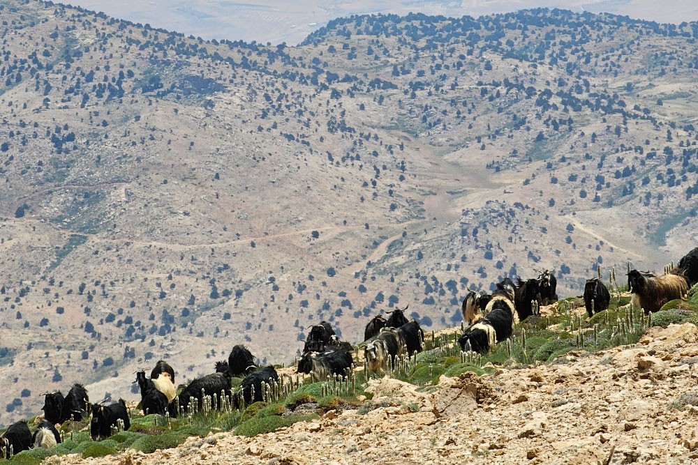 boukaat-loubnan-trail-north-beqaa-trail-ouyoune-orgosh-kornet-el-sawda-2023-10-04-651da1b06b9fb.jpg