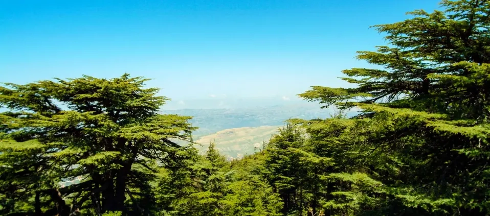 Chouf, Where Cedar Forests Meet Mountain Landscapes