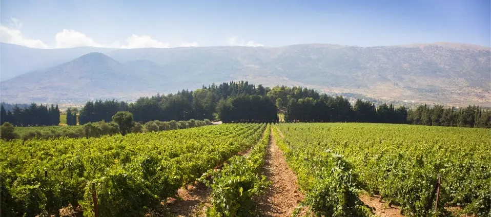 La Bekaa, au cœur du patrimoine viticole libanais