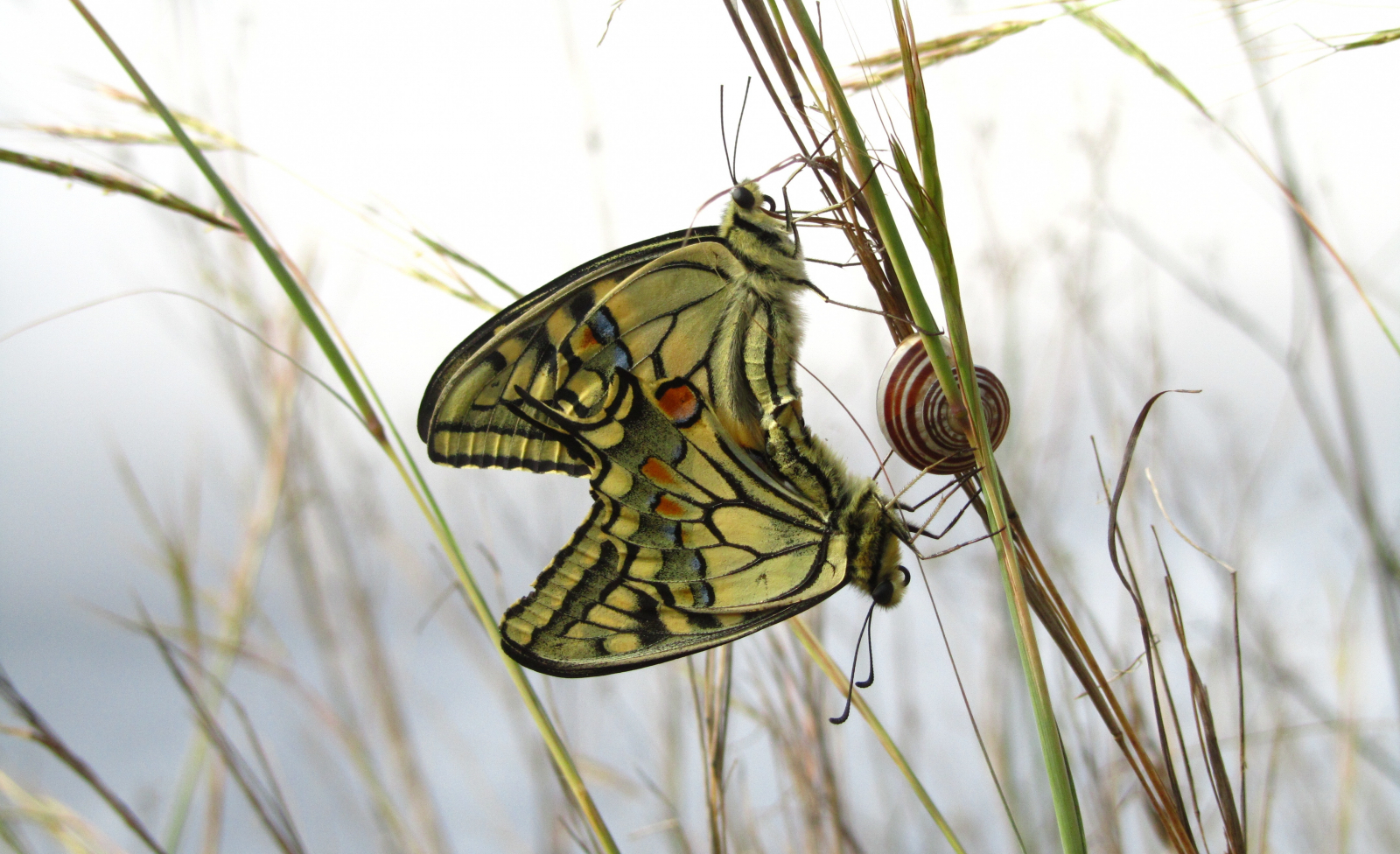 Le sentier des papillons de Saydoun à Qattine