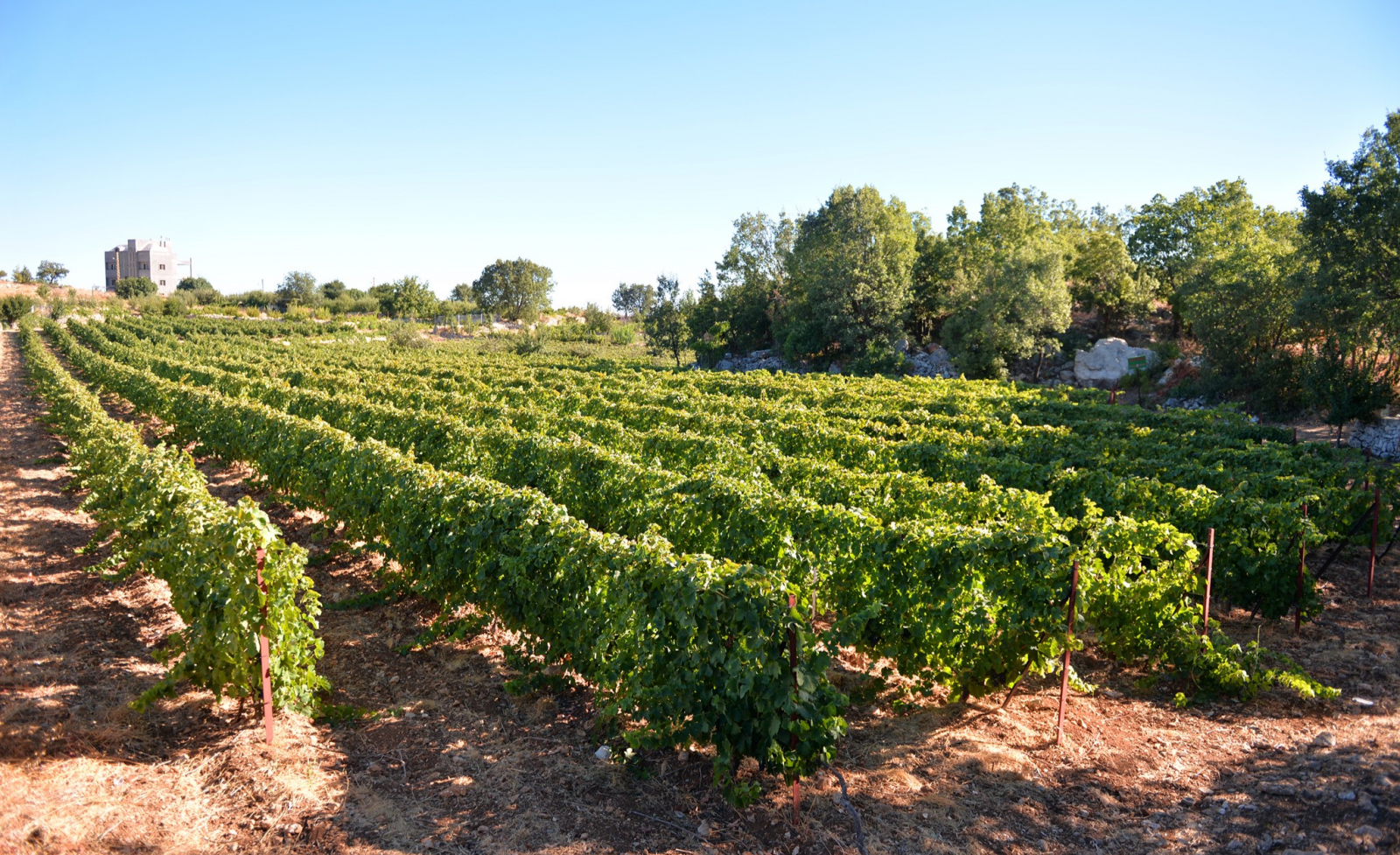 Karam Winery